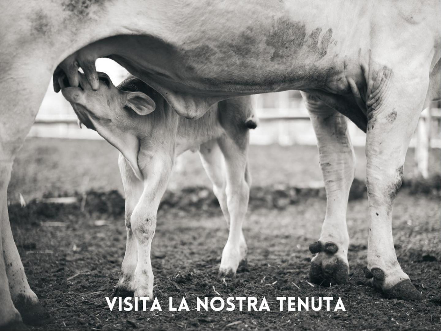 Villa La Salina Bibbona Esterno foto